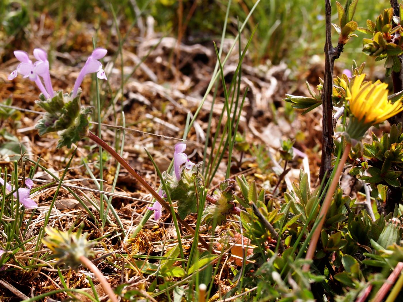 Henbit plant